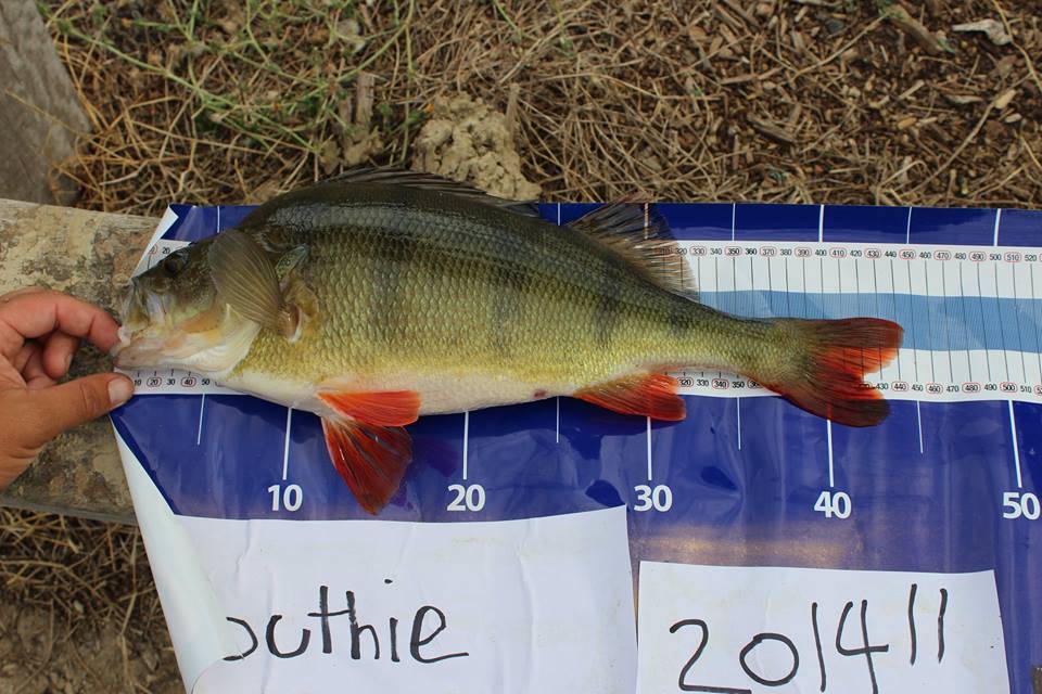 Float fishing for redfin (English Perch) 
