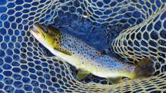 Wild brown trout, Leven River..JPG