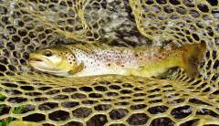 A 720gm fast water wild brown trout.  (Medium).JPG