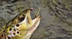 Small trout with a beaded trout fly in it's top jaw.(Medium).JPG