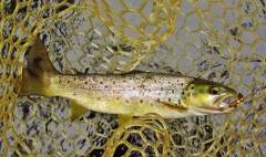 Solid wild brown trout taken on the gold Aglia. (Medium).JPG