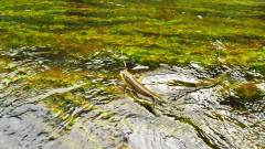This trout was taken in the main stream. (Medium).JPG