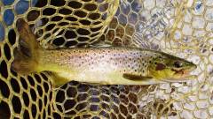 Another well conditioned wild brown trout. (Medium).JPG