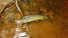 A beautifully coloured wild brown trout..JPG