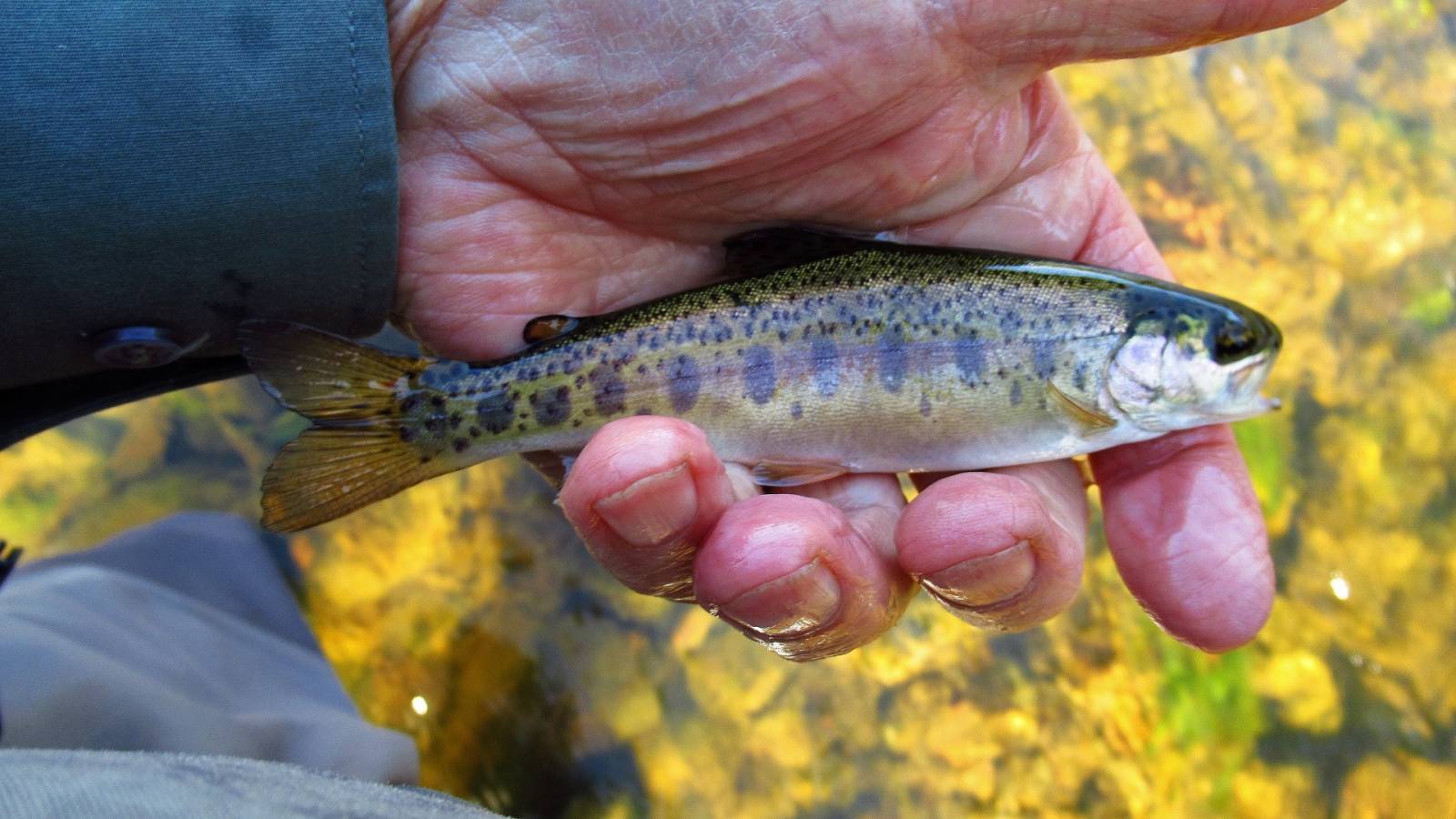 This is one small rainbow trout..JPG - Members Albums Category
