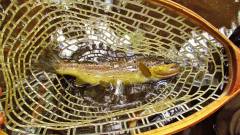 One of seven trout caught today..JPG