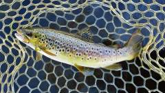 One of several trout taken on the Mepps gold Aglia..JPG