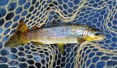 One lovely wild brown trout..JPG