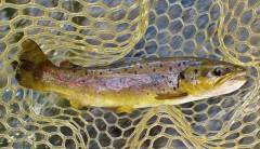 One well conditioned Meander River brown..JPG