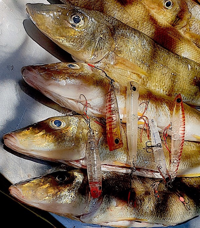Yellow Fin Whiting Lure Fishing Gear - Yellow Fin Whiting - Strike & Hook