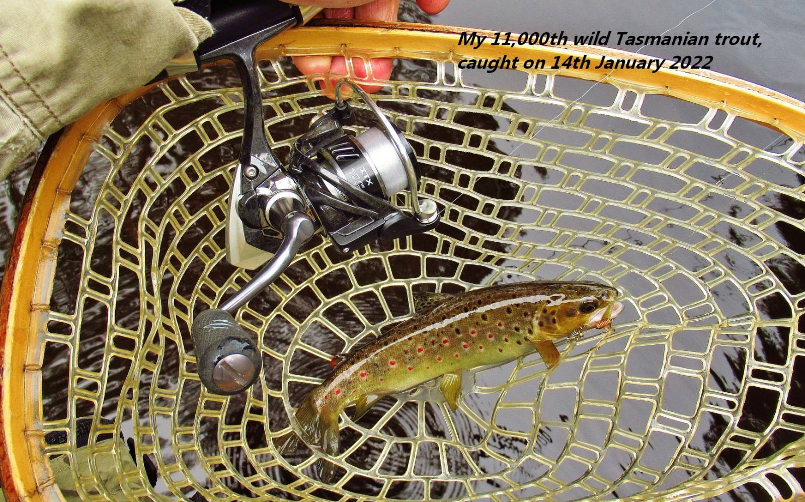 My 11.000th wild Tasmanian trout. (Large).JPG