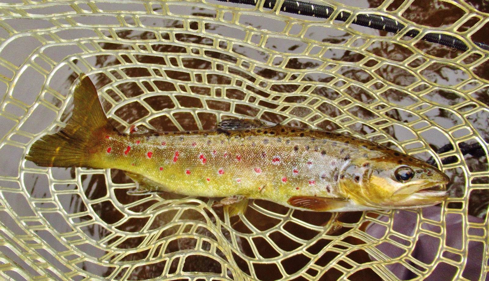 Minnow River, trout No. 11,001. (Large).JPG