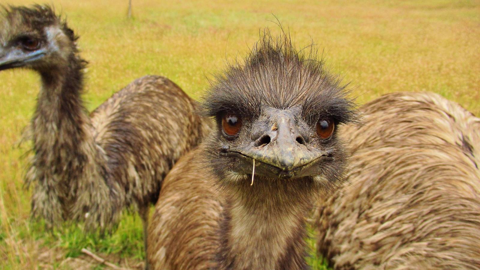 Emu near Sheffield..JPG