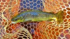 Beautiful colours on this brown trout..JPG