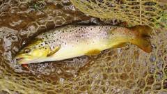 This is one fat trout..JPG