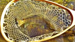 The fish of the day, ready for release..JPG